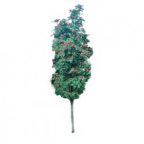 Jarząb pospolity 'Fastigiata' DUŻE SADZONKI 250-300 cm, obwód pnia 8-10 cm (Sorbus aucuparia)